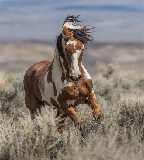 Wild Horses from the September <strong>Sand Wash Basin</strong> round up. . Sand wash basin mustangs